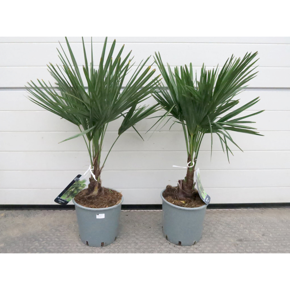 trachycarpus fortunei