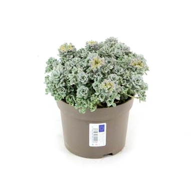 Sedum spathulifolium cape blanco