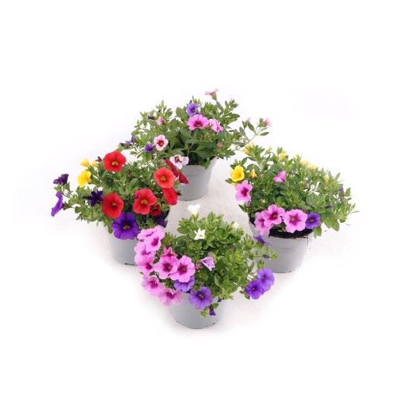 Calibrachoa trixi trio