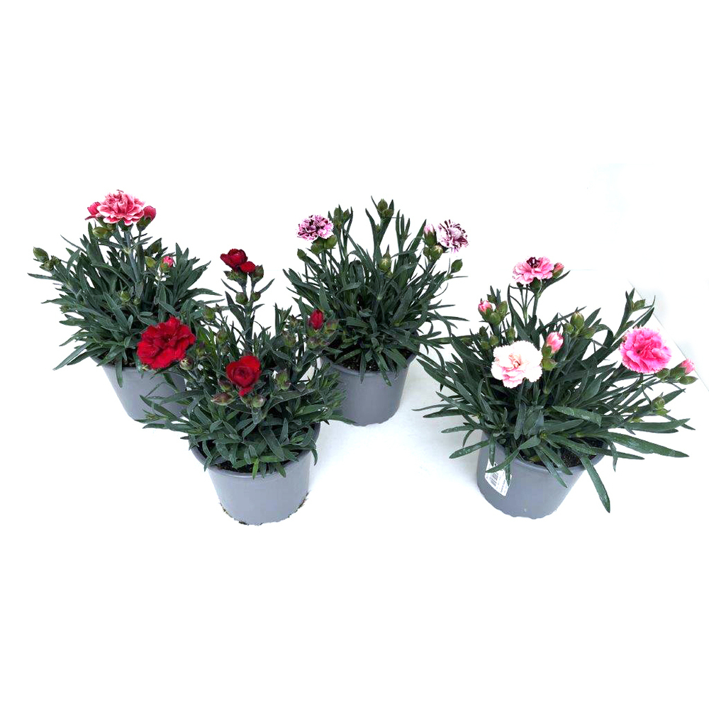 Dianthus caryophyllus