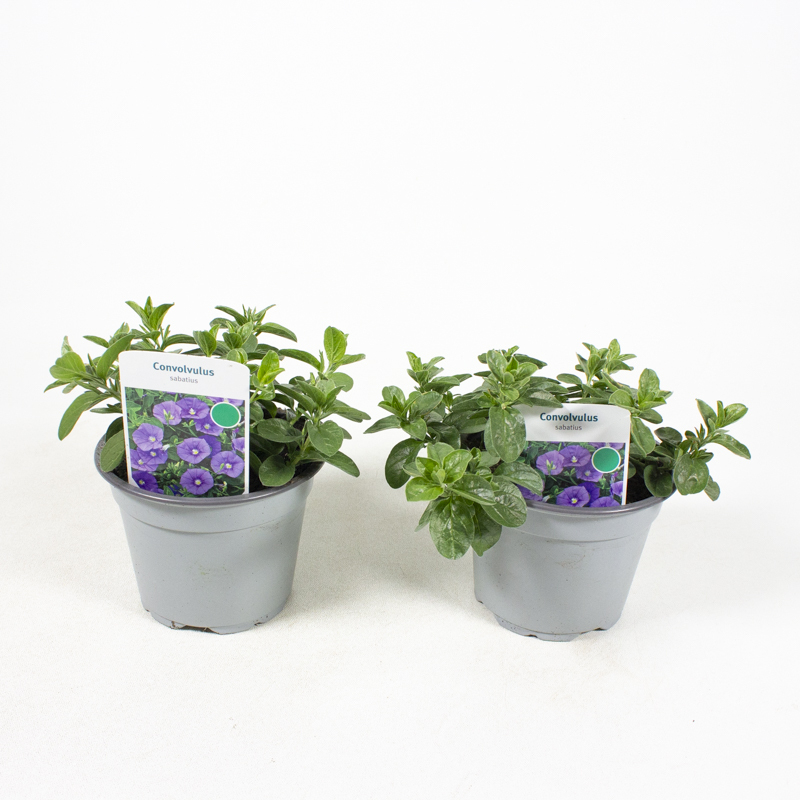 Convolvulus sabatius