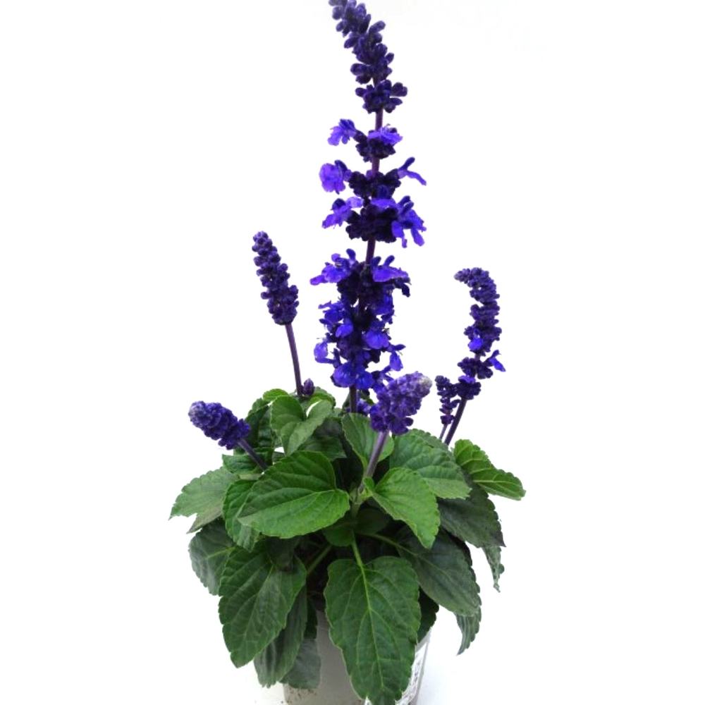 Salvia farinacea mysty