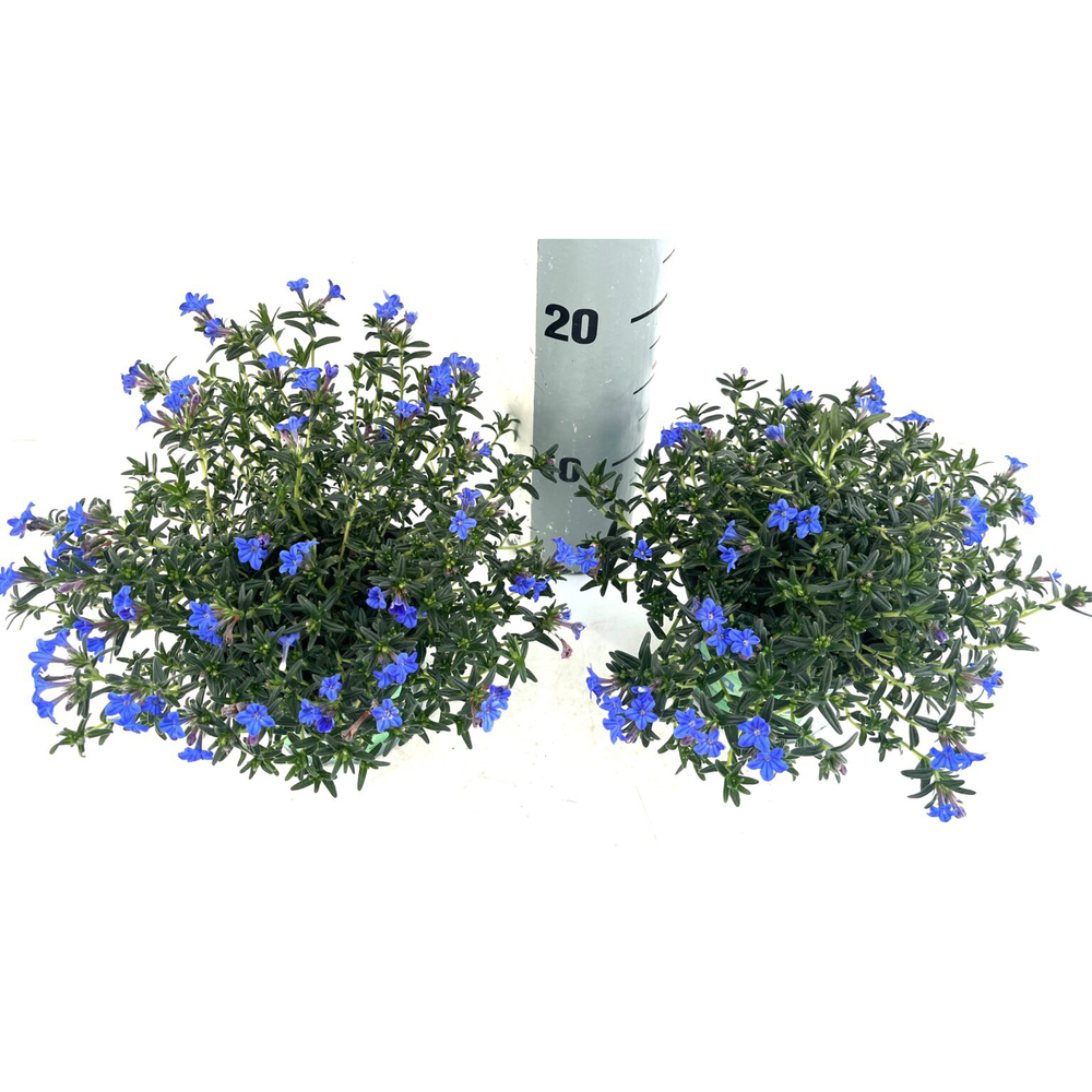 Lithodora diffusa lapis lazuli