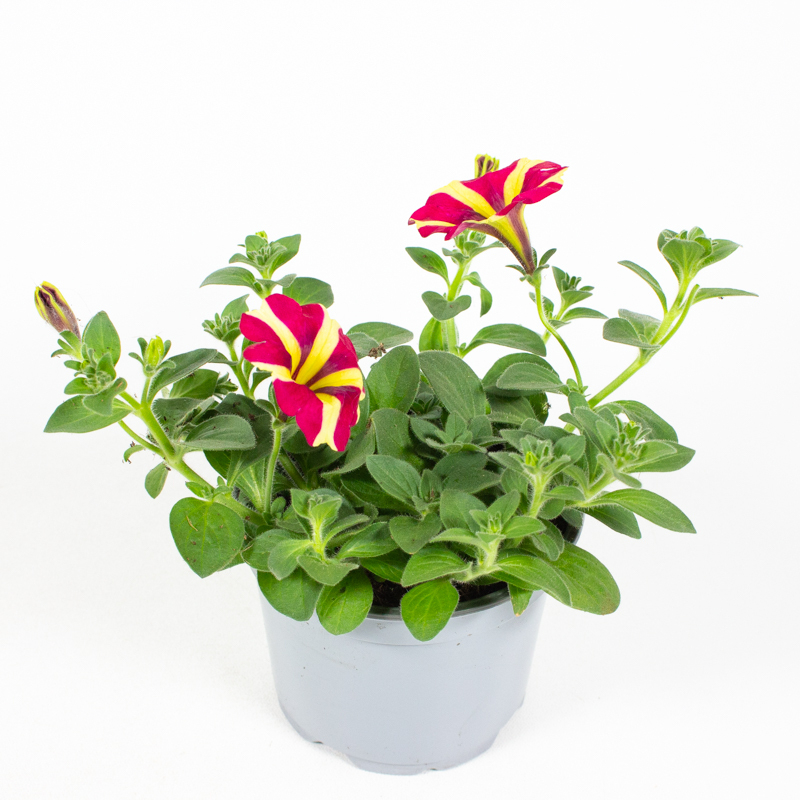 Petunia amore
