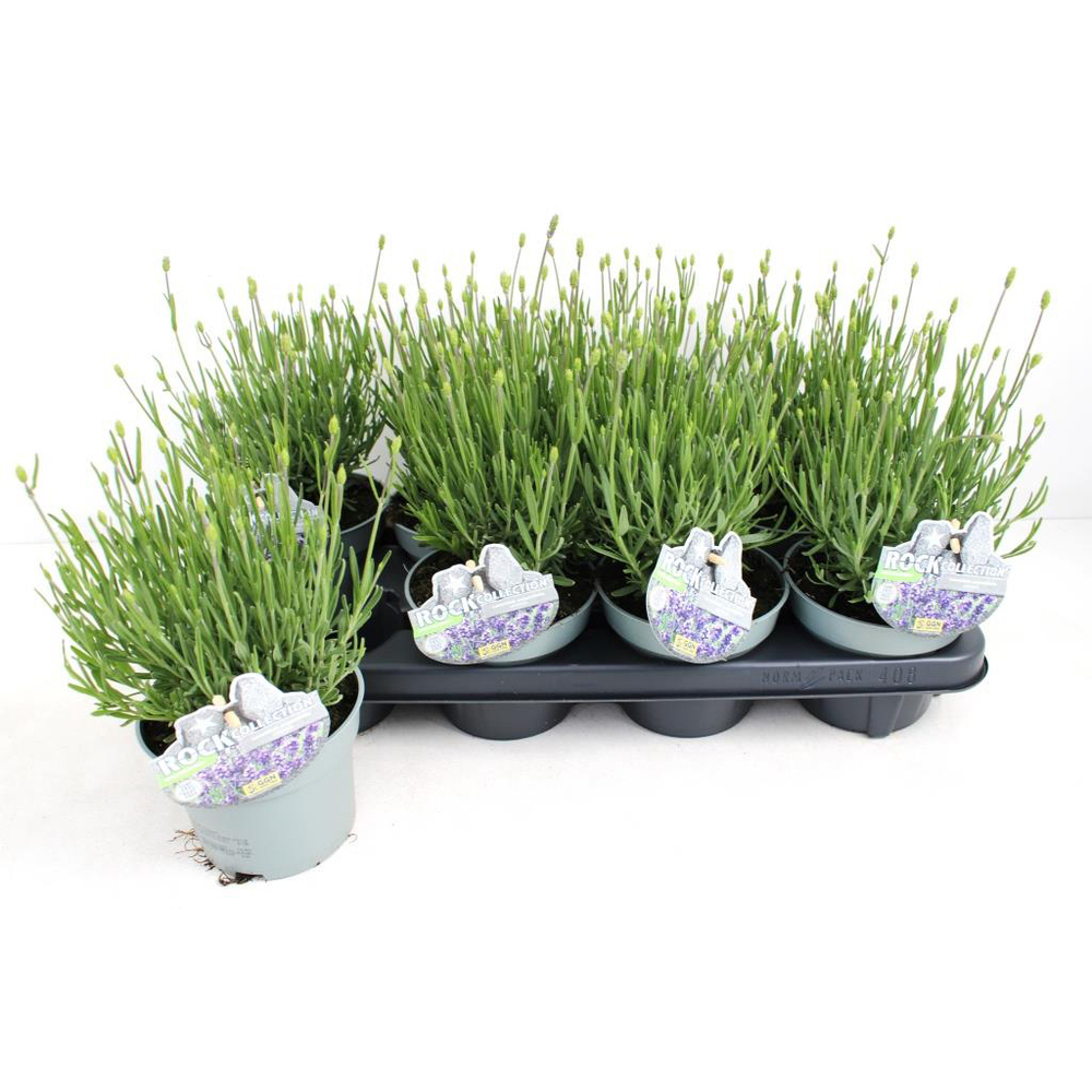 Lavandula angustifolia