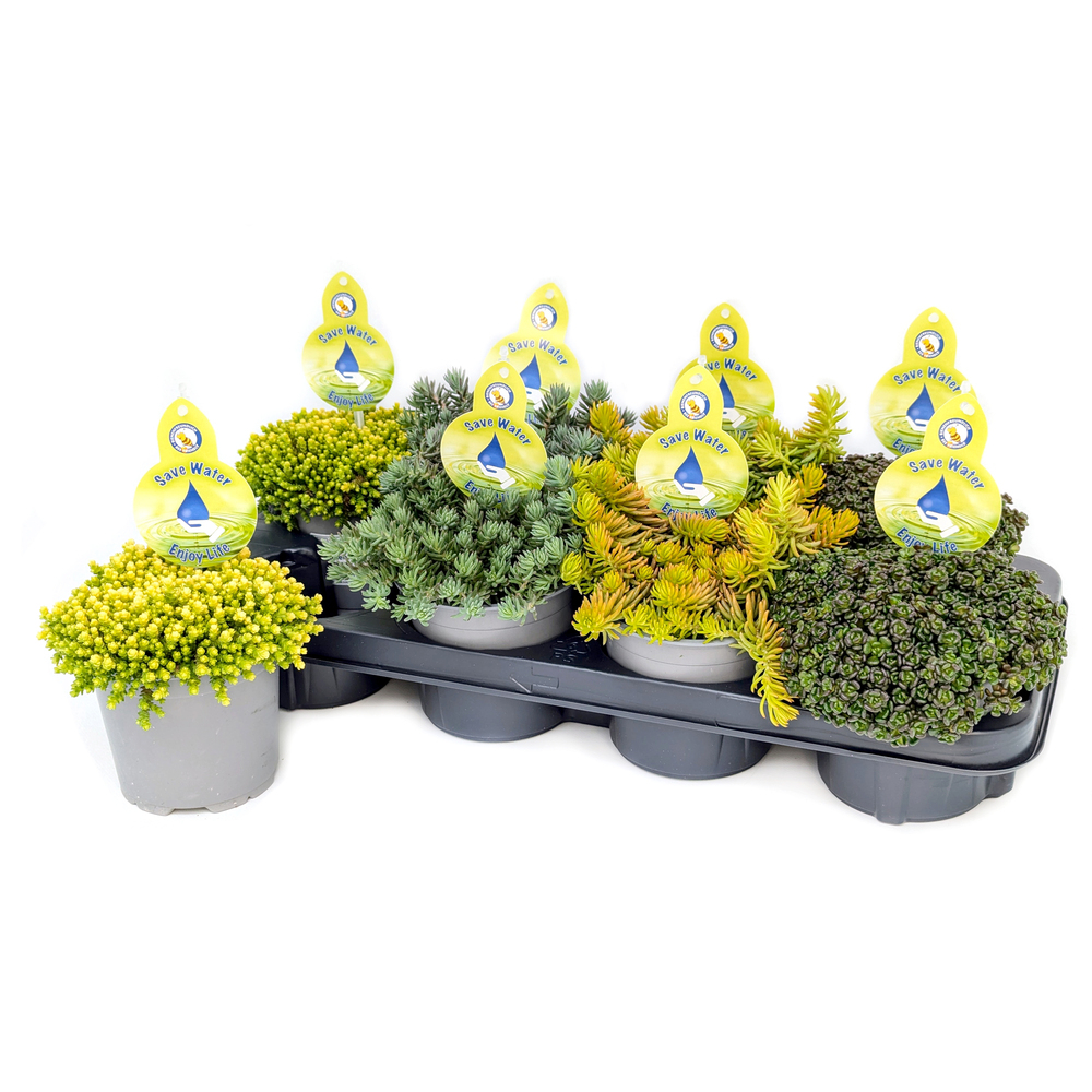 Sedum hybrida