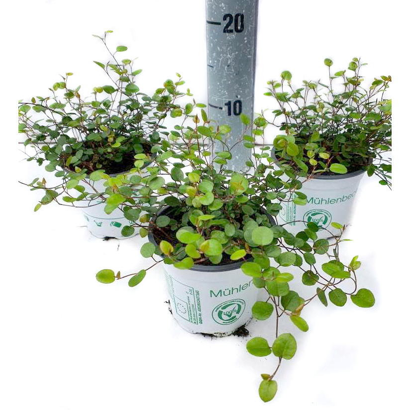 muehlenbeckia complexa