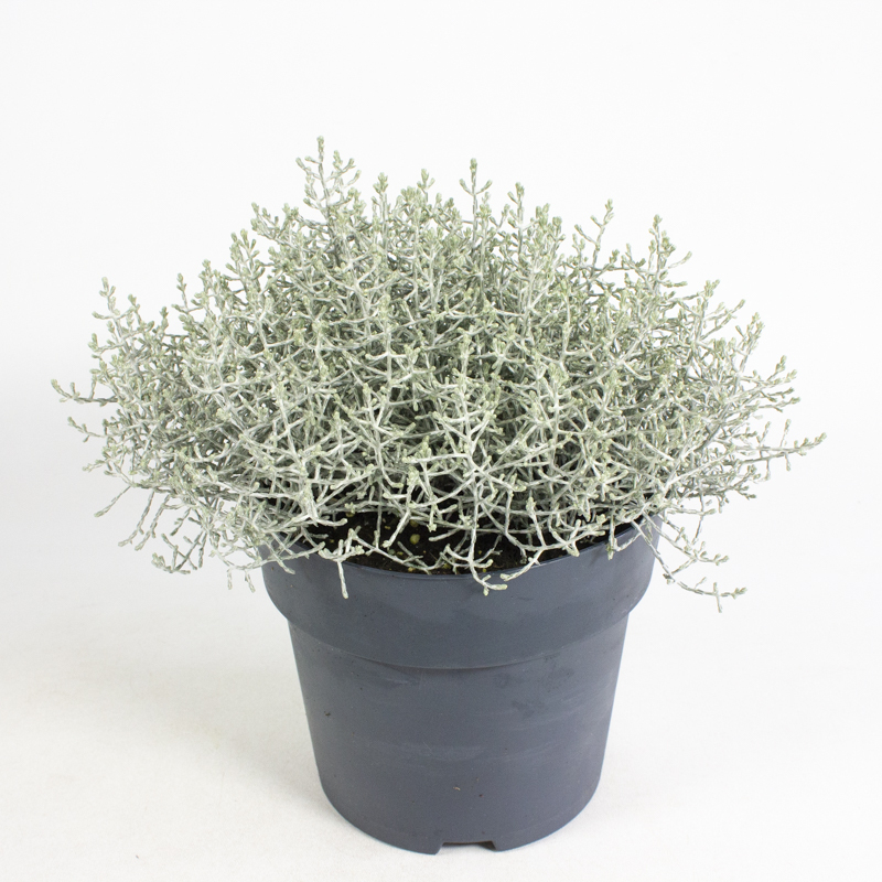 Calocephalus/leucophyta brownii