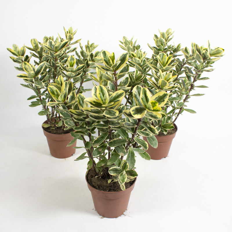 Hebe andersonii variegata cathrine
