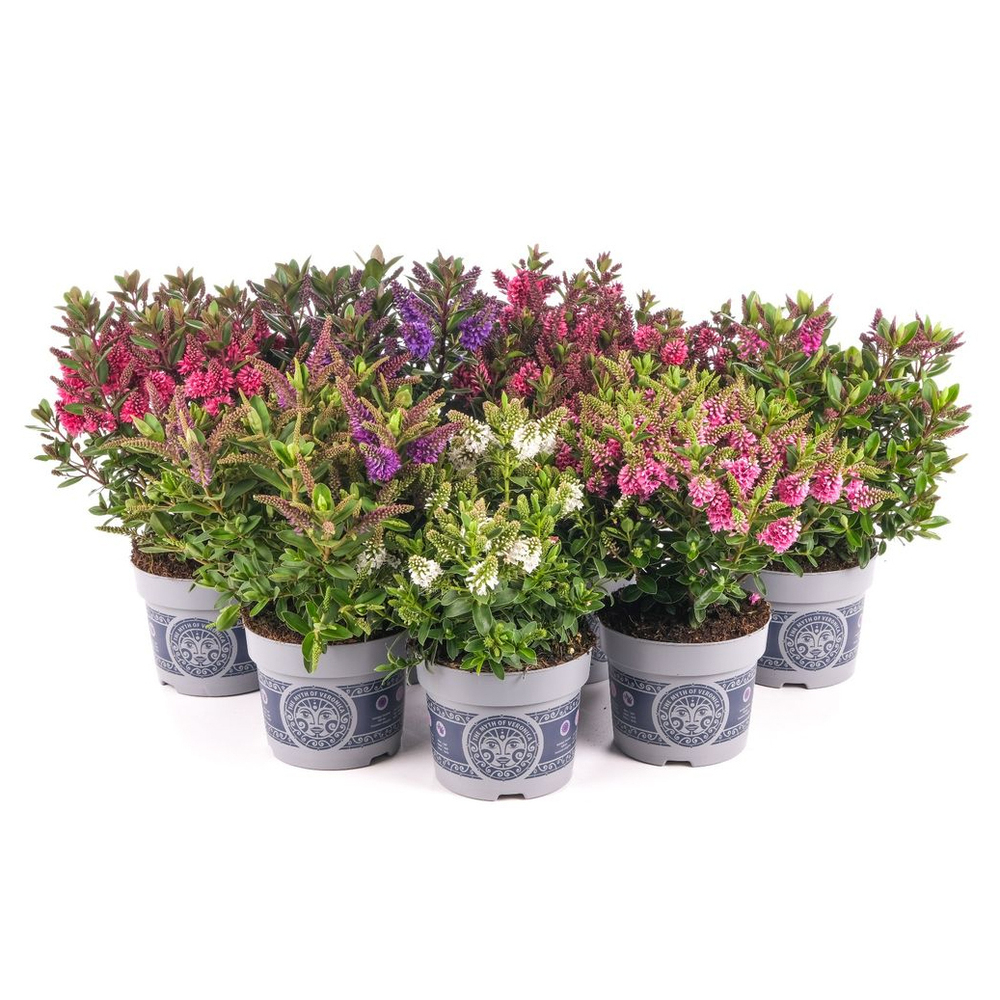 Hebe andersonii all blooms