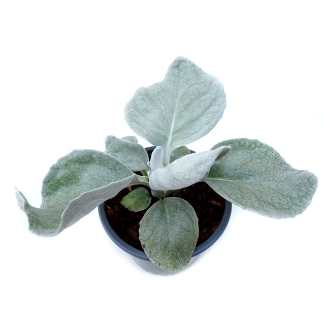 Senecio candicans angel wings