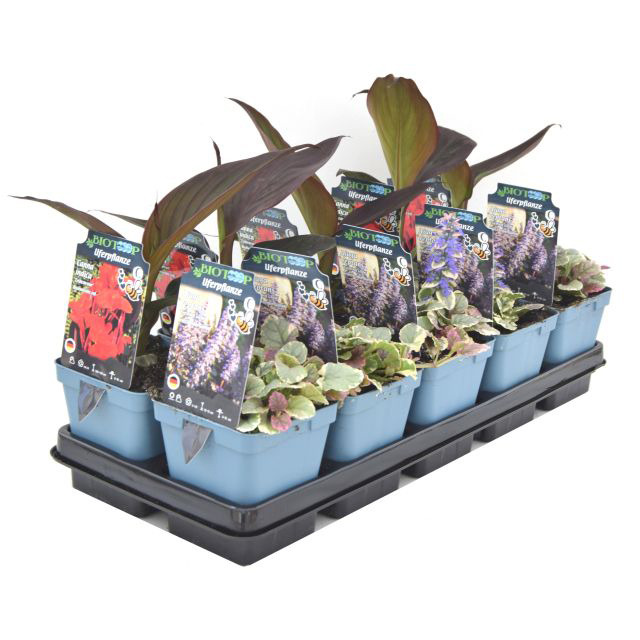 plantes aquatiques