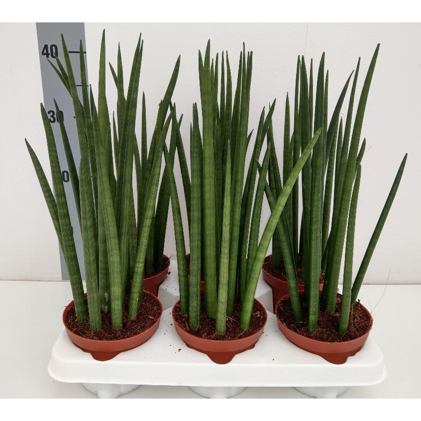 Sansevieria cylindrica nina