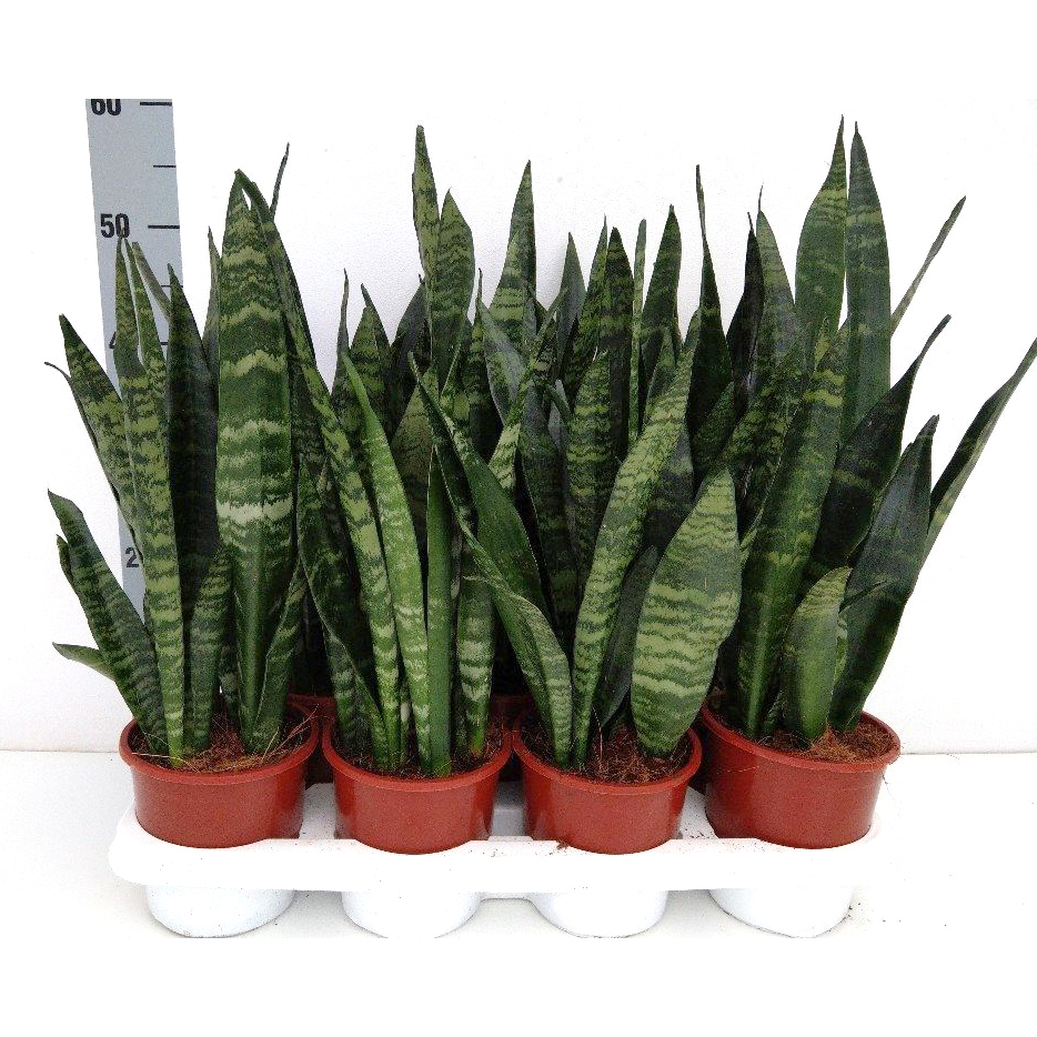 Sansevieria trifasciata black coral