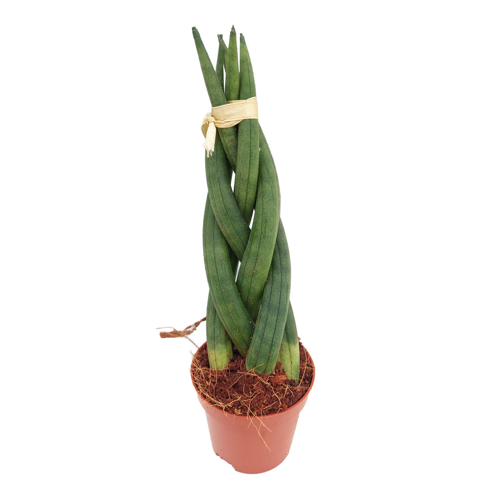 sansevieria cylindrica braid