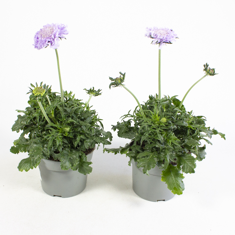 Scabiosa columbaria mariposa