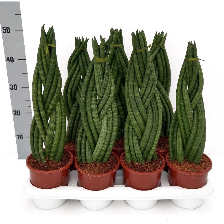 Sansevieria cylindrica braid