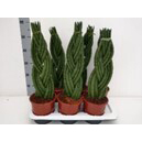 Sansevieria cylindrica braid