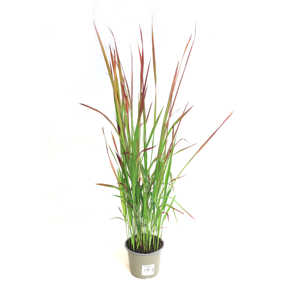 Imperata cylindrica red baron