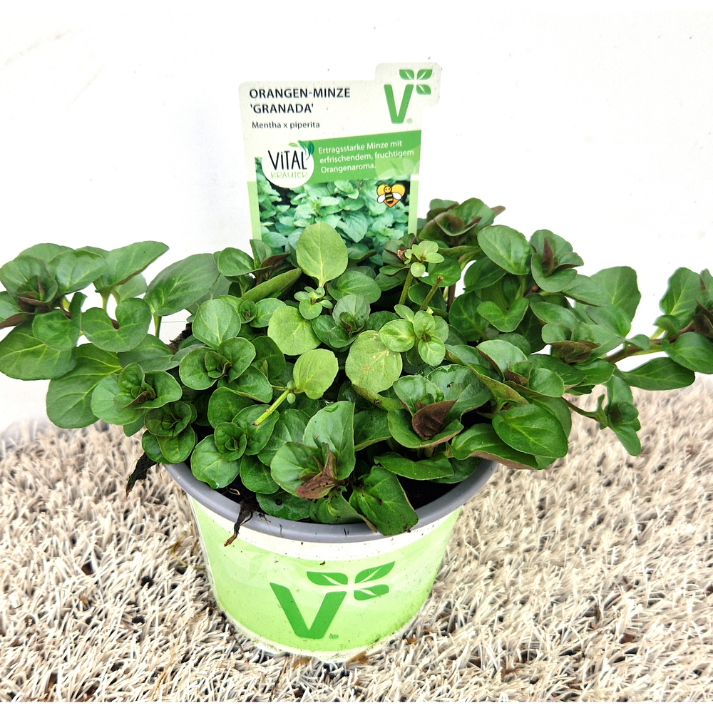 Mentha piperita granada