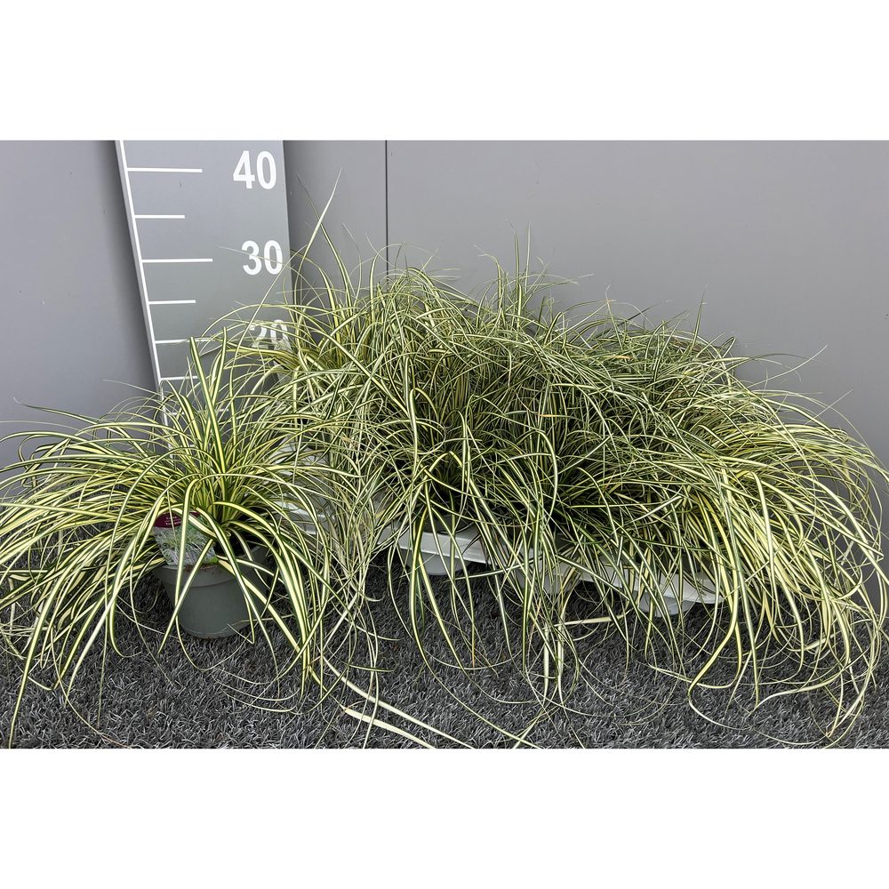 Carex oshimensis evergold