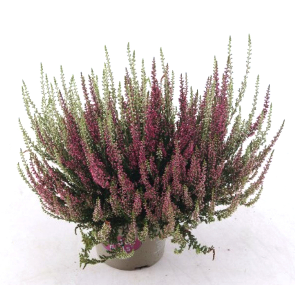 Calluna vulgaris garden girls twin