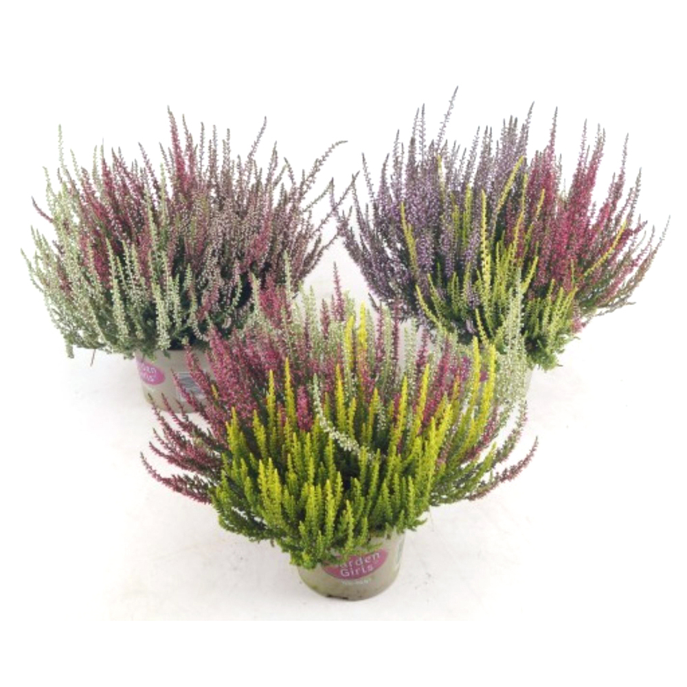 Calluna vulgaris garden girls trio