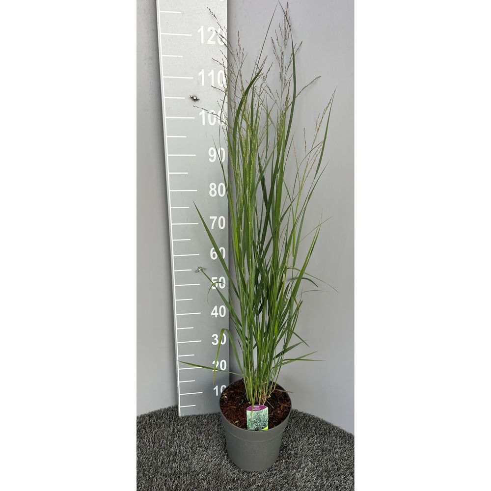 Panicum virgatum northwind