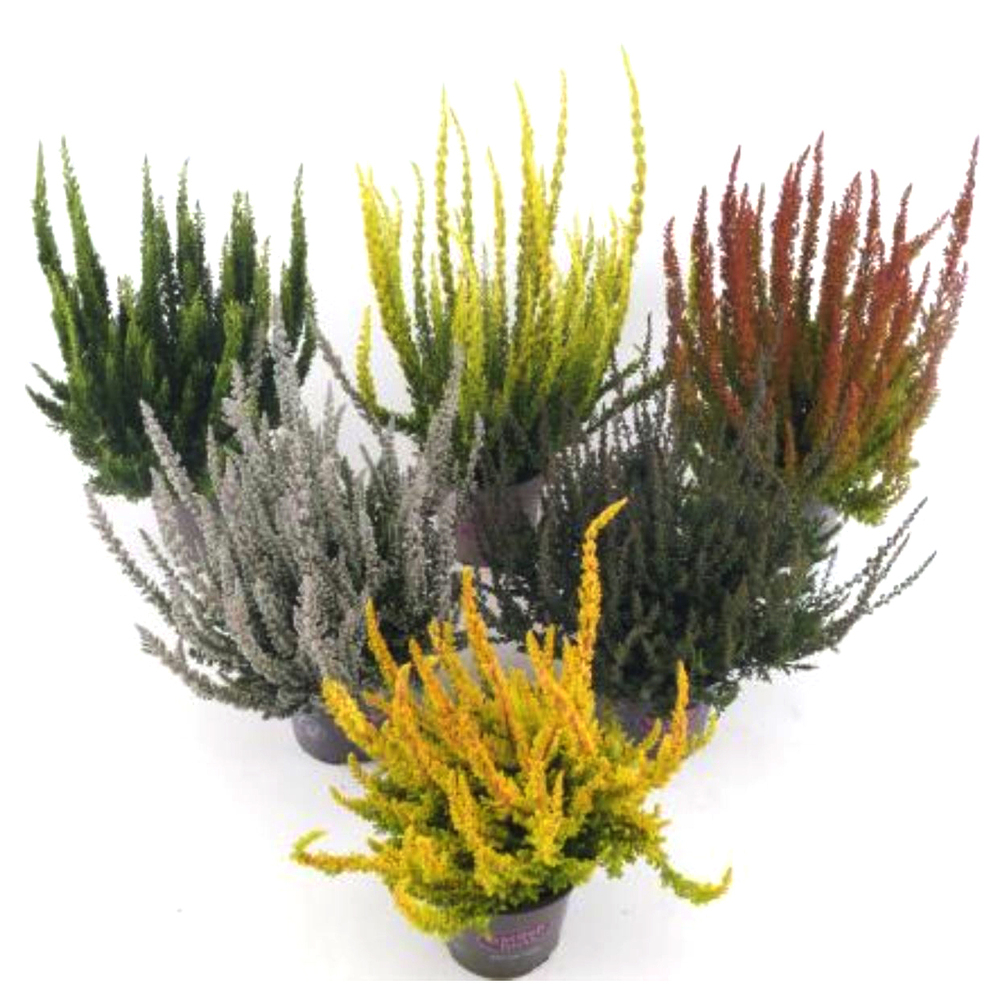 Calluna vulgaris garden girls sunset girls