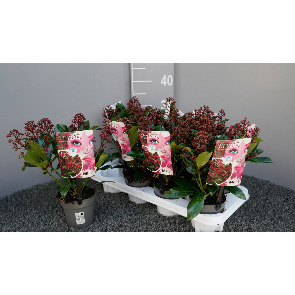 Skimmia japonica mica