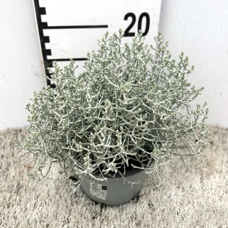 Calocephalus/leucophyta brownii