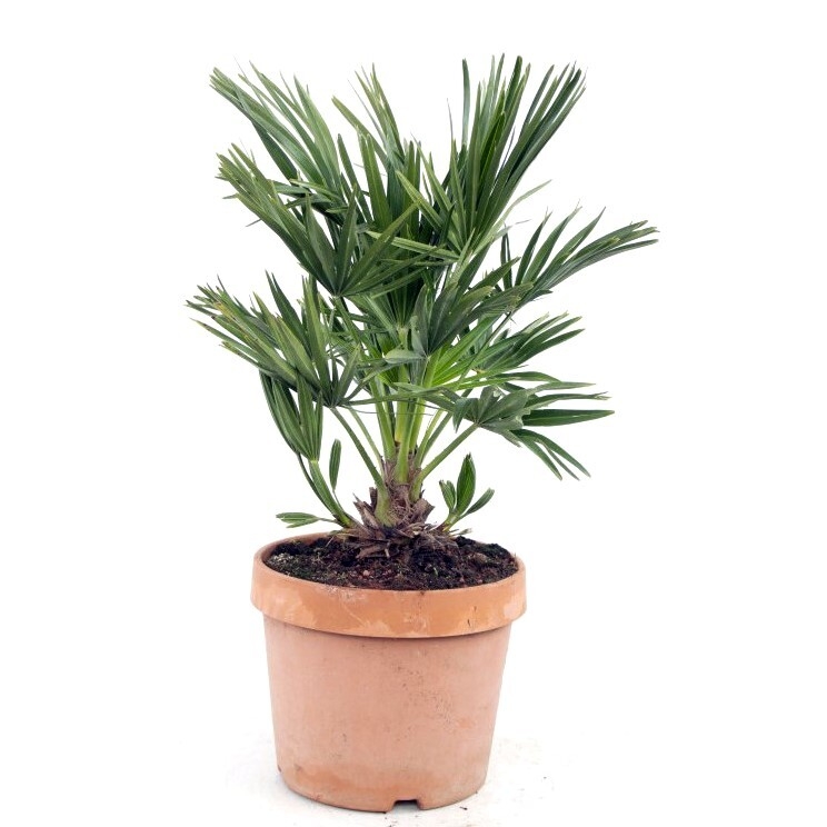 Chamaerops humilis vulcano