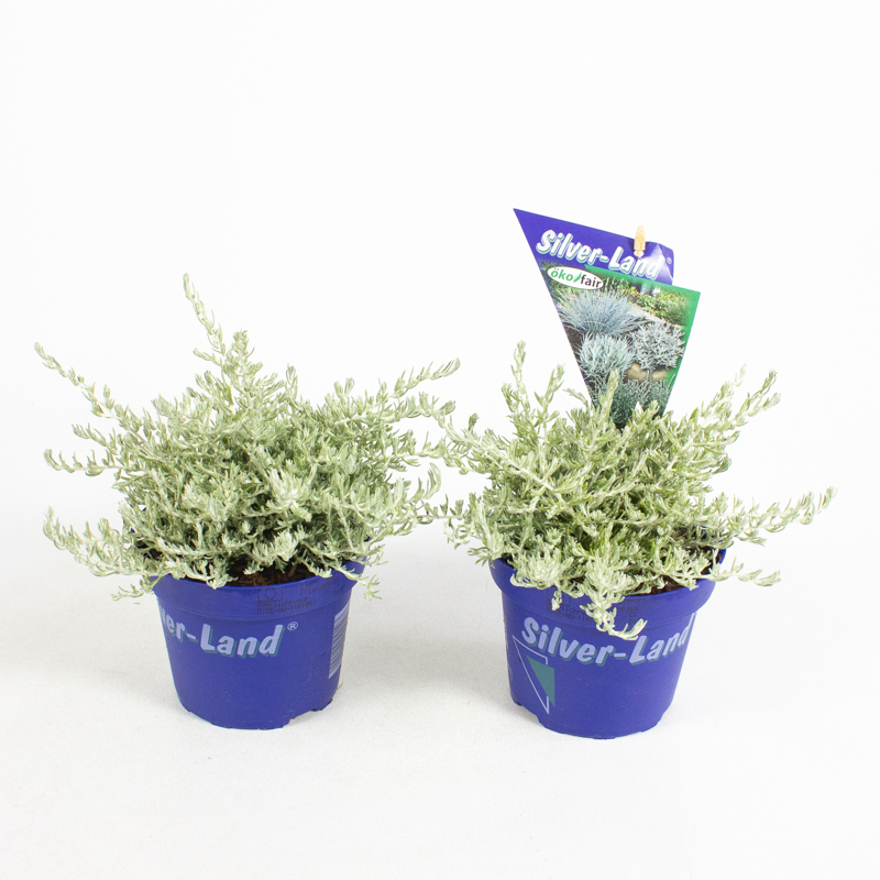 Helichrysum silvio moundy