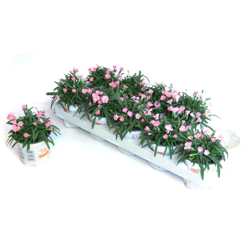 Dianthus caryophyllus peach party