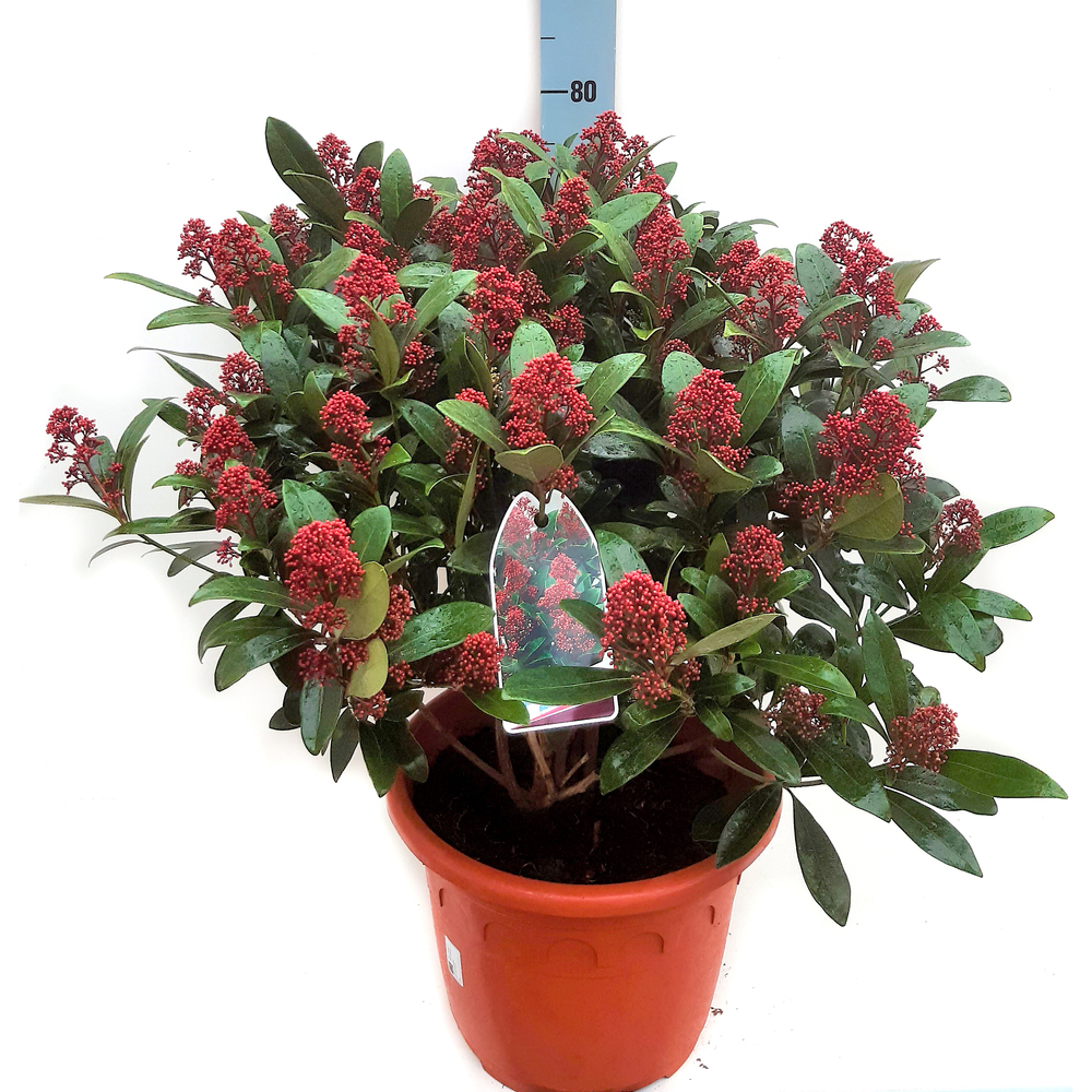 Skimmia japonica rubella