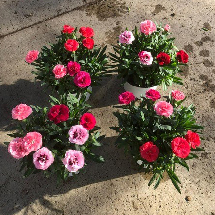Dianthus caryophyllus oscar trio