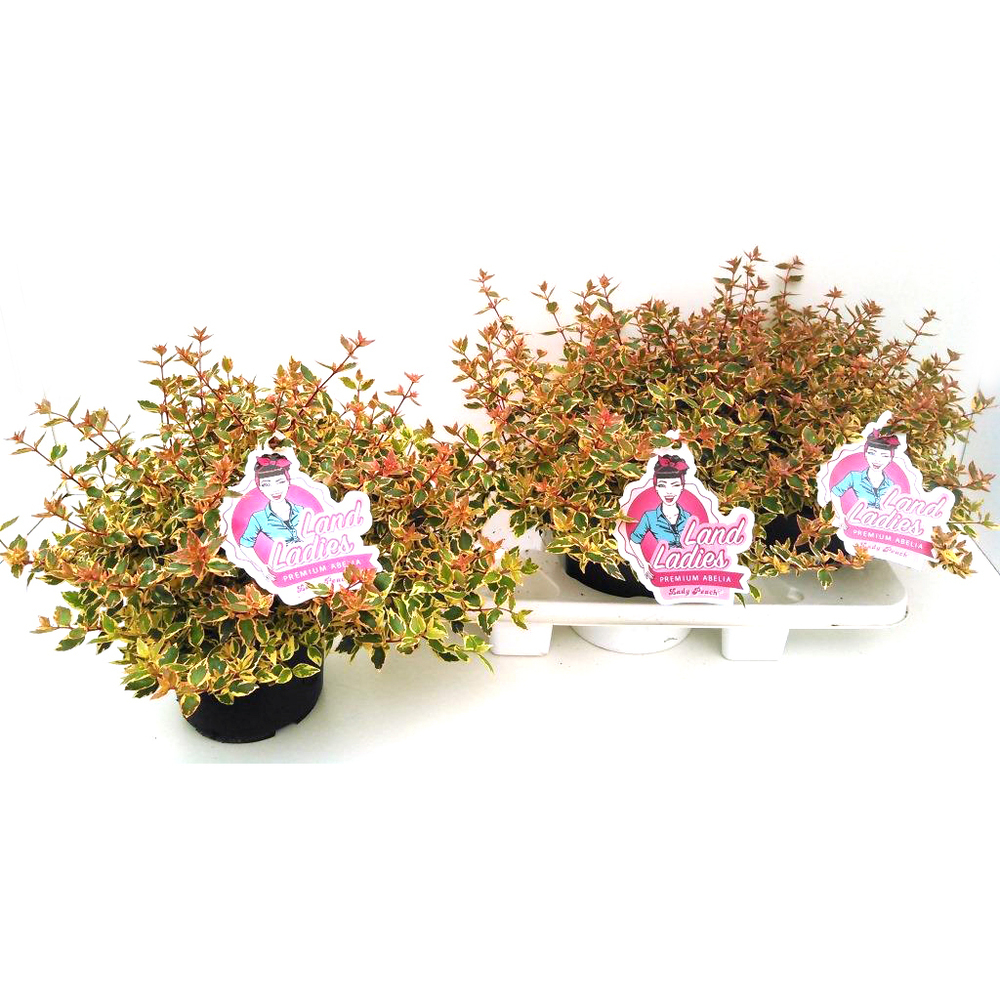 Abelia grandiflora lady peach