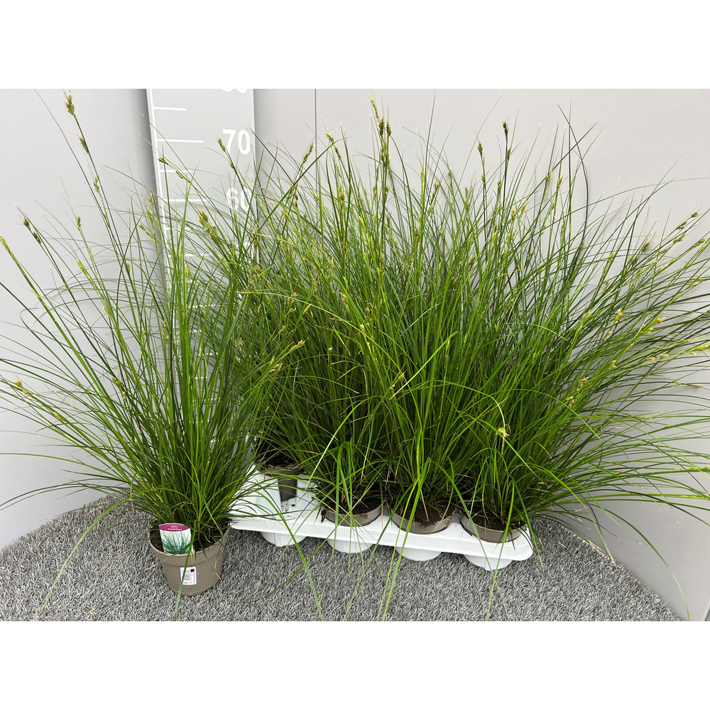 Carex brunnea racing green