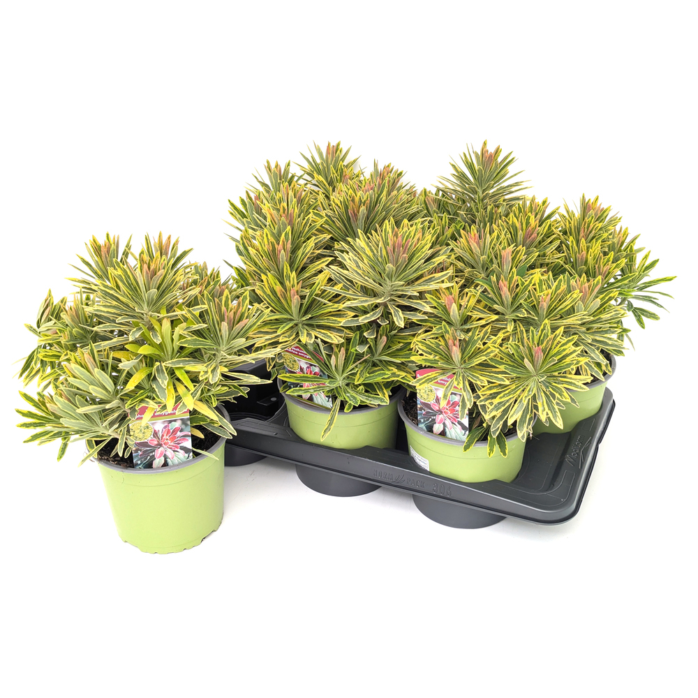 Euphorbia amygdaloides ascot rainbow