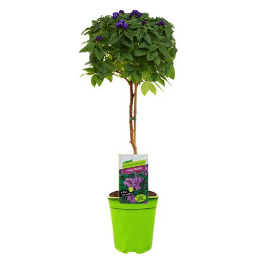 Heliotropium arborescens