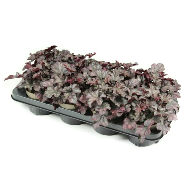 heuchera meristem