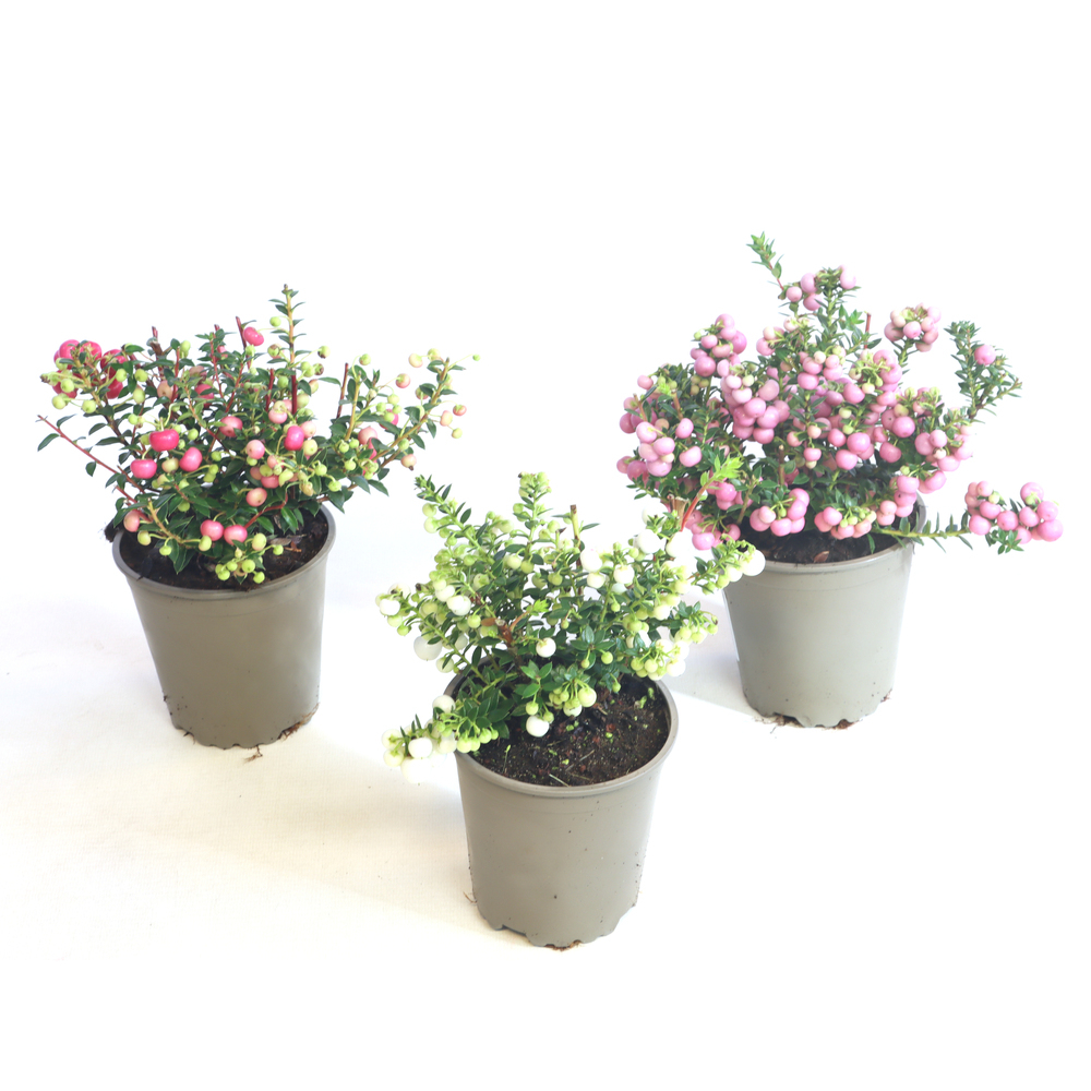 Pernettya/gaultheria mucronata
