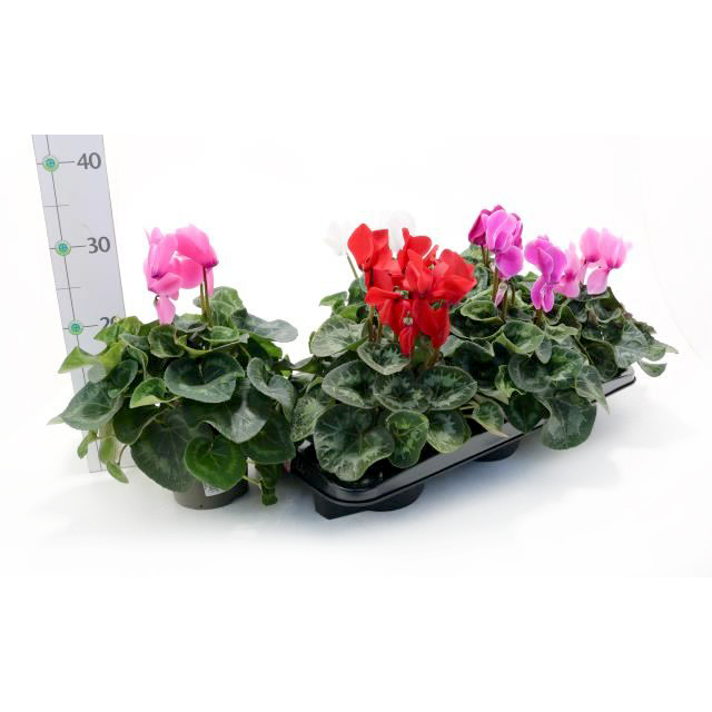 Cyclamen persicum