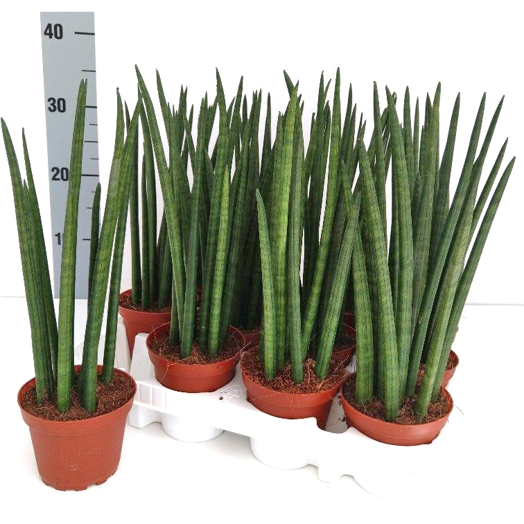 Sansevieria cylindrica nina