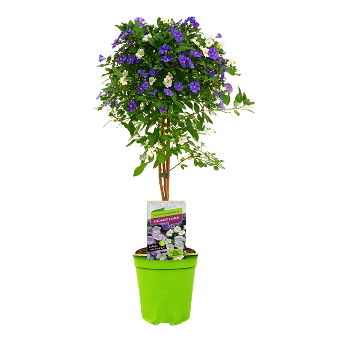 Solanum | lycianthes rantonnetii twin