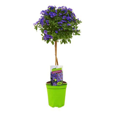 Solanum | lycianthes rantonnetii