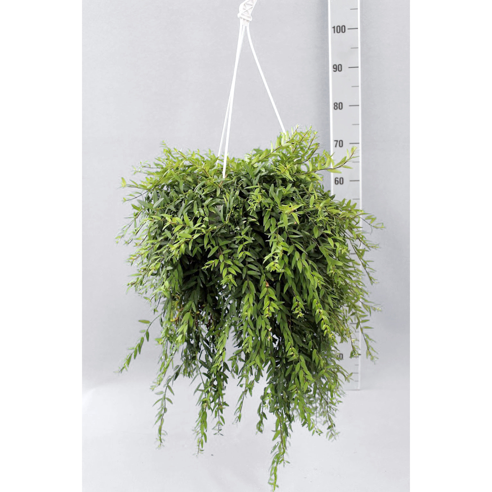 Aeschynanthus japhrolepis