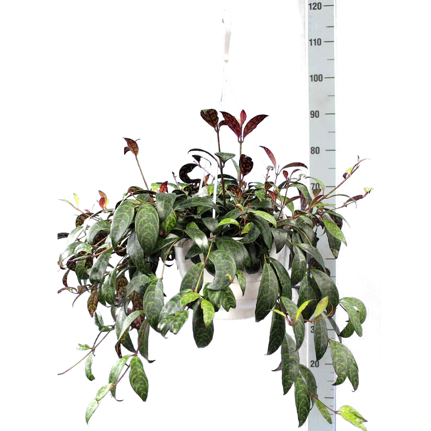 Aeschynanthus marmoratus
