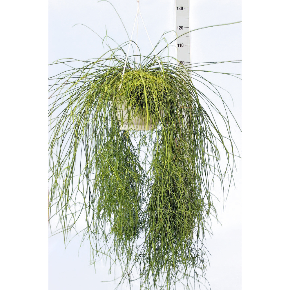 Rhipsalis cassutha