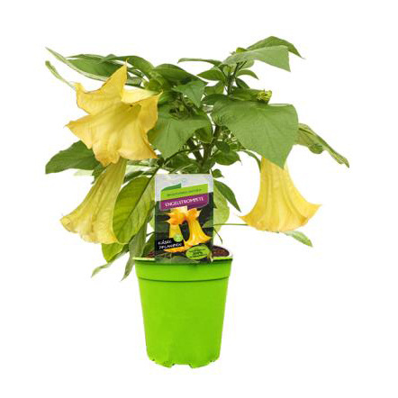 Datura brugmansia